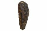 Fossil Juvenile Hadrosaur (Edmontosaurus) Tooth - Montana #340921-1